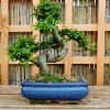 Chinese Elm (Small) 2 20180825 151123